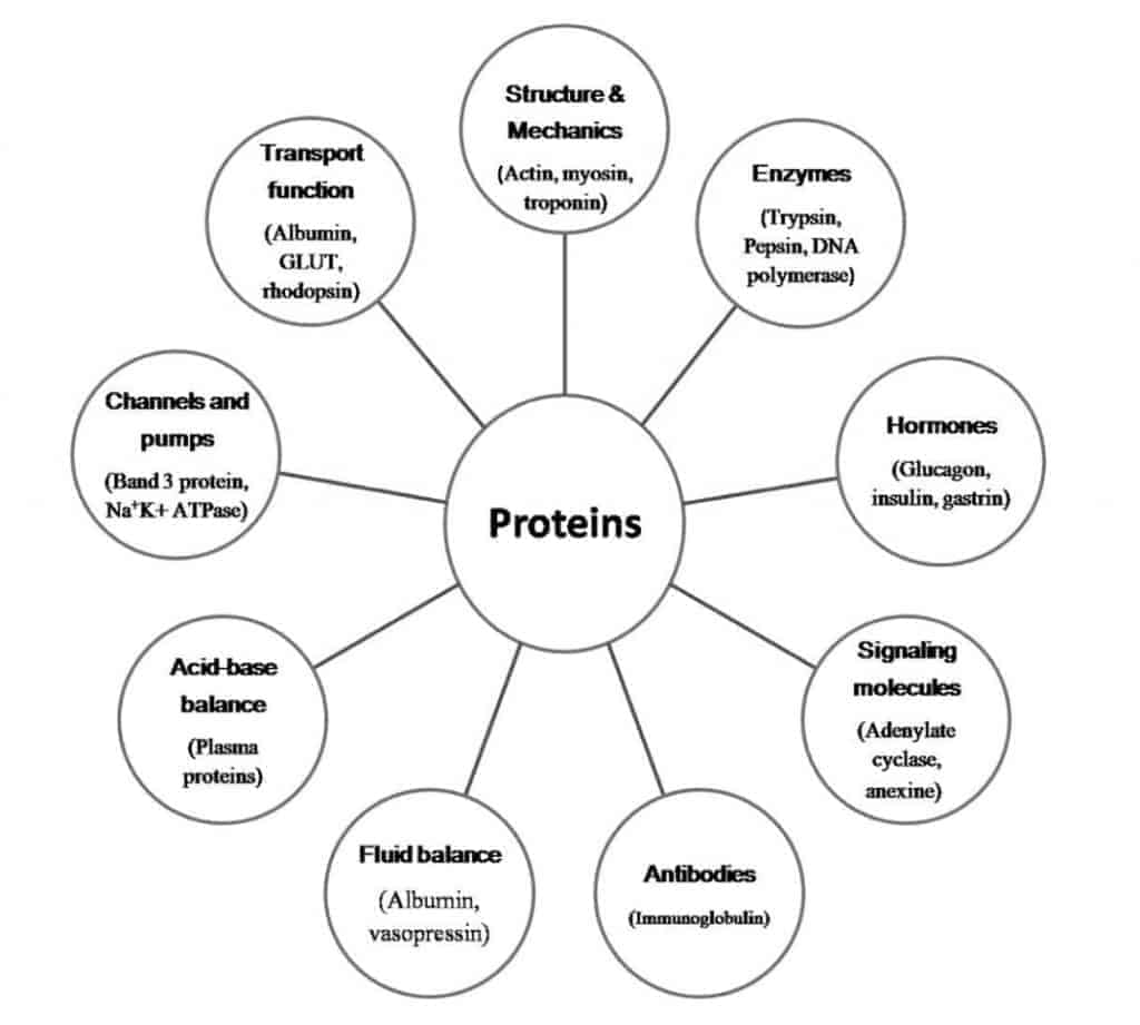 Functions of Protein 