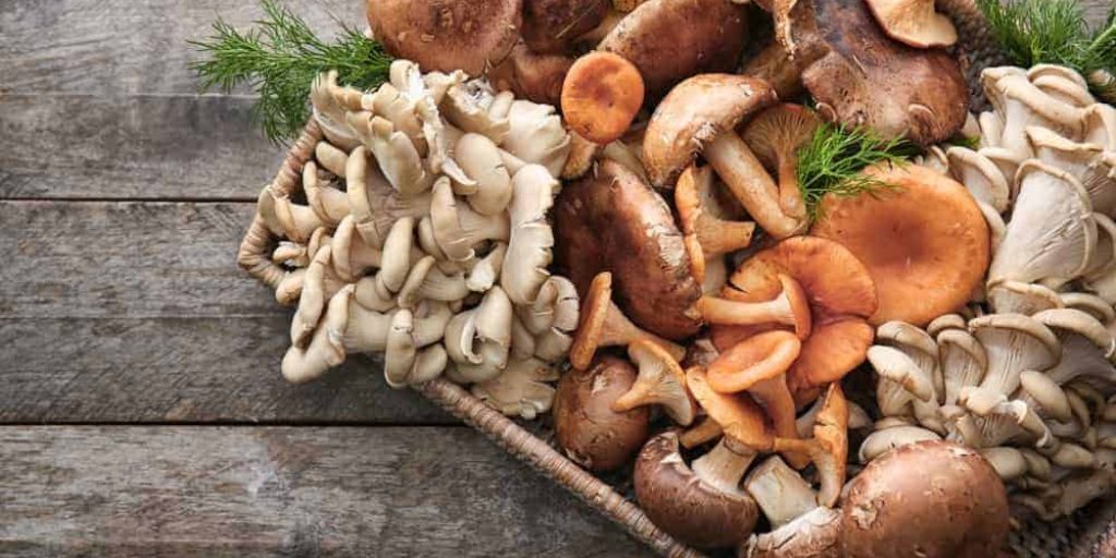 Medicinal mushrooms and Kidney disease