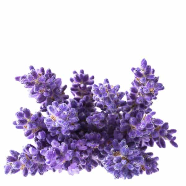 Lavender in Kidney, Renal and cardiovascular disease
