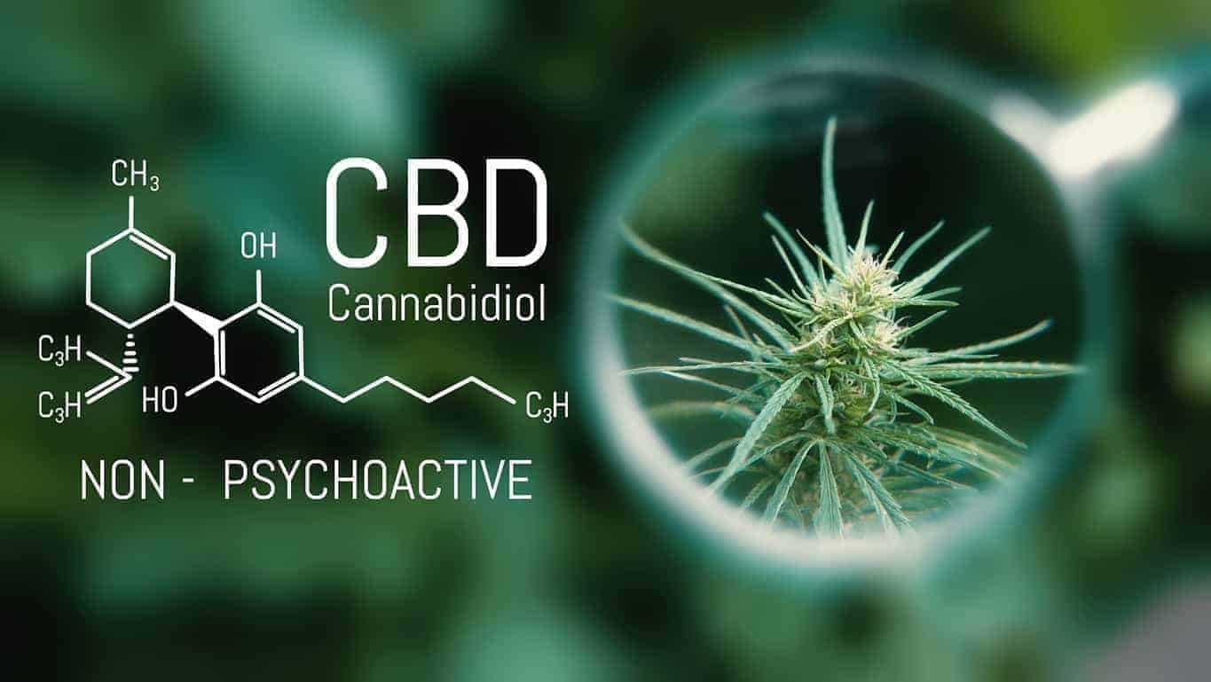 Kidney disease, CBD oil, Renal health, Pain, Medical Cannabis and Cannabidiol CBD Oil Chemical Formula. Growing Premium Marijuana products. Influence positive and negative of smoking marijuana on human brain, nervous system, mental activity and functions, cognitive functioning, development