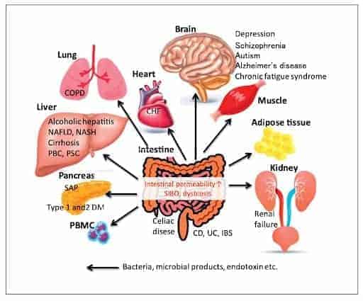leaky gut and kidney disease and renal function